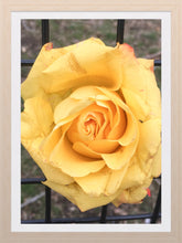 Load image into Gallery viewer, 0011 Yellow Rose