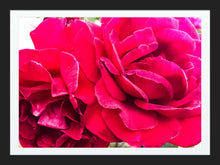 Load image into Gallery viewer, 0517 Two Roses