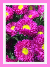 Load image into Gallery viewer, 0056 Beautiful Dhalias