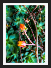 Load image into Gallery viewer, 0316 Flowering Succulents