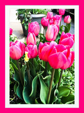 Load image into Gallery viewer, 0226 Pink Tulips
