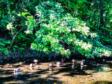 Load image into Gallery viewer, 0546 Sitting Ducks