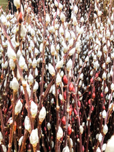 Load image into Gallery viewer, 0485 Beautiful Pussy Willow