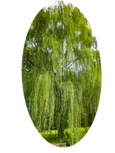Load image into Gallery viewer, 0432 Weeping Willow Tree