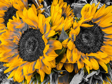 Load image into Gallery viewer, 0596 Sunflowers