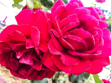 Load image into Gallery viewer, 0517 Two Roses