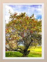 Load image into Gallery viewer, 0442 Apple Tree