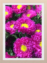 Load image into Gallery viewer, 0056 Beautiful Dhalias