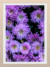 Load image into Gallery viewer, 0176 Purple Beauty