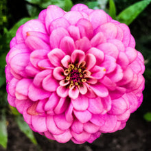 Load image into Gallery viewer, 0555 Pretty In Pink