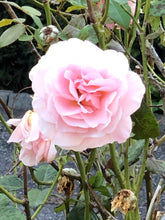 Load image into Gallery viewer, 0407 Pink Rose