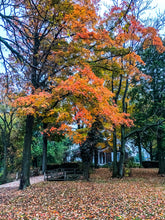 Load image into Gallery viewer, 0563 Autumn Retreat