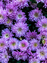 Load image into Gallery viewer, 0176 Purple Beauty