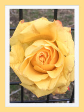 Load image into Gallery viewer, 0011 Yellow Rose