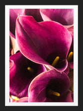 Load image into Gallery viewer, 0446 Pink Callas