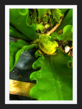 Load image into Gallery viewer, 0486 Kermit