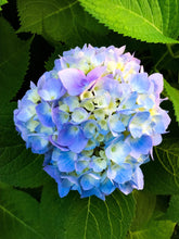 Load image into Gallery viewer, 0351 Blue Hydrangea