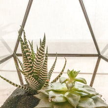 Load image into Gallery viewer, 0457 Succulent Haven