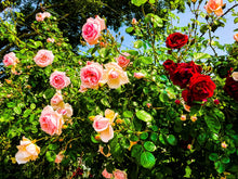 Load image into Gallery viewer, 0323 Rose Bush