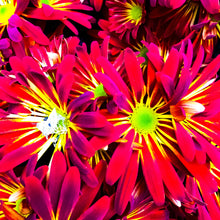 Load image into Gallery viewer, 0177 Stars Of Red