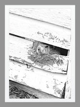 Load image into Gallery viewer, 0582 Groundhog Day