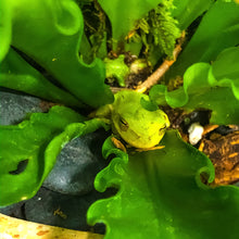 Load image into Gallery viewer, 0486 Kermit