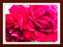 Load image into Gallery viewer, 0517 Two Roses