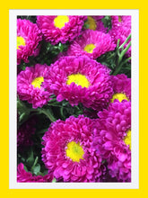 Load image into Gallery viewer, 0056 Beautiful Dhalias