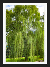 Load image into Gallery viewer, 0432 Weeping Willow Tree