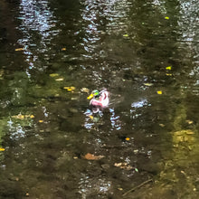 Load image into Gallery viewer, 0554 Lone Mallard