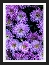 Load image into Gallery viewer, 0176 Purple Beauty