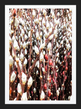 Load image into Gallery viewer, 0485 Beautiful Pussy Willow