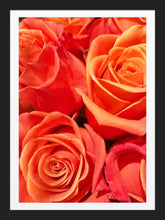 Load image into Gallery viewer, 0475 Orange Roses