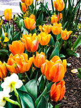 Load image into Gallery viewer, 0044 Bed of Orange