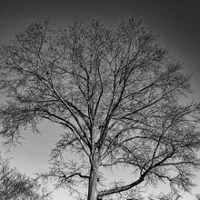 Load image into Gallery viewer, 0626 Bare Tree