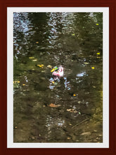 Load image into Gallery viewer, 0554 Lone Mallard