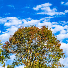 Load image into Gallery viewer, 0551 Touch Of Fall