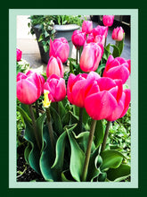 Load image into Gallery viewer, 0226 Pink Tulips