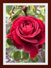 Load image into Gallery viewer, 0311 Single Red Rose