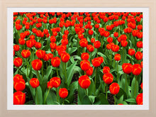 Load image into Gallery viewer, 0262 Grand Orange Display
