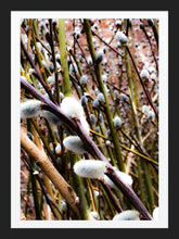 Load image into Gallery viewer, 0248 Pussy Willow