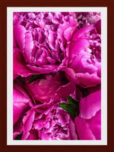 Load image into Gallery viewer, 0273 Gorgeous Peonies