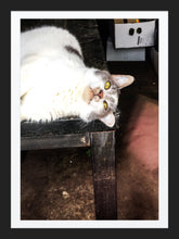 Load image into Gallery viewer, 0270 Chillin' Kitty