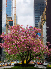 Load image into Gallery viewer, 0261 Park Avenue Beauty