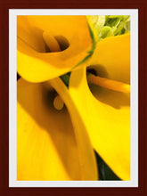 Load image into Gallery viewer, 0267 Yellow Callas