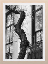 Load image into Gallery viewer, 0263 Chelsea's Vine