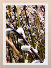 Load image into Gallery viewer, 0248 Pussy Willow