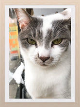 Load image into Gallery viewer, 0279 Cool Cat