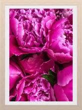 Load image into Gallery viewer, 0273 Gorgeous Peonies