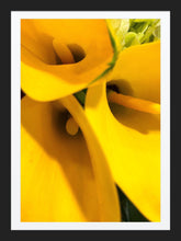 Load image into Gallery viewer, 0267 Yellow Callas